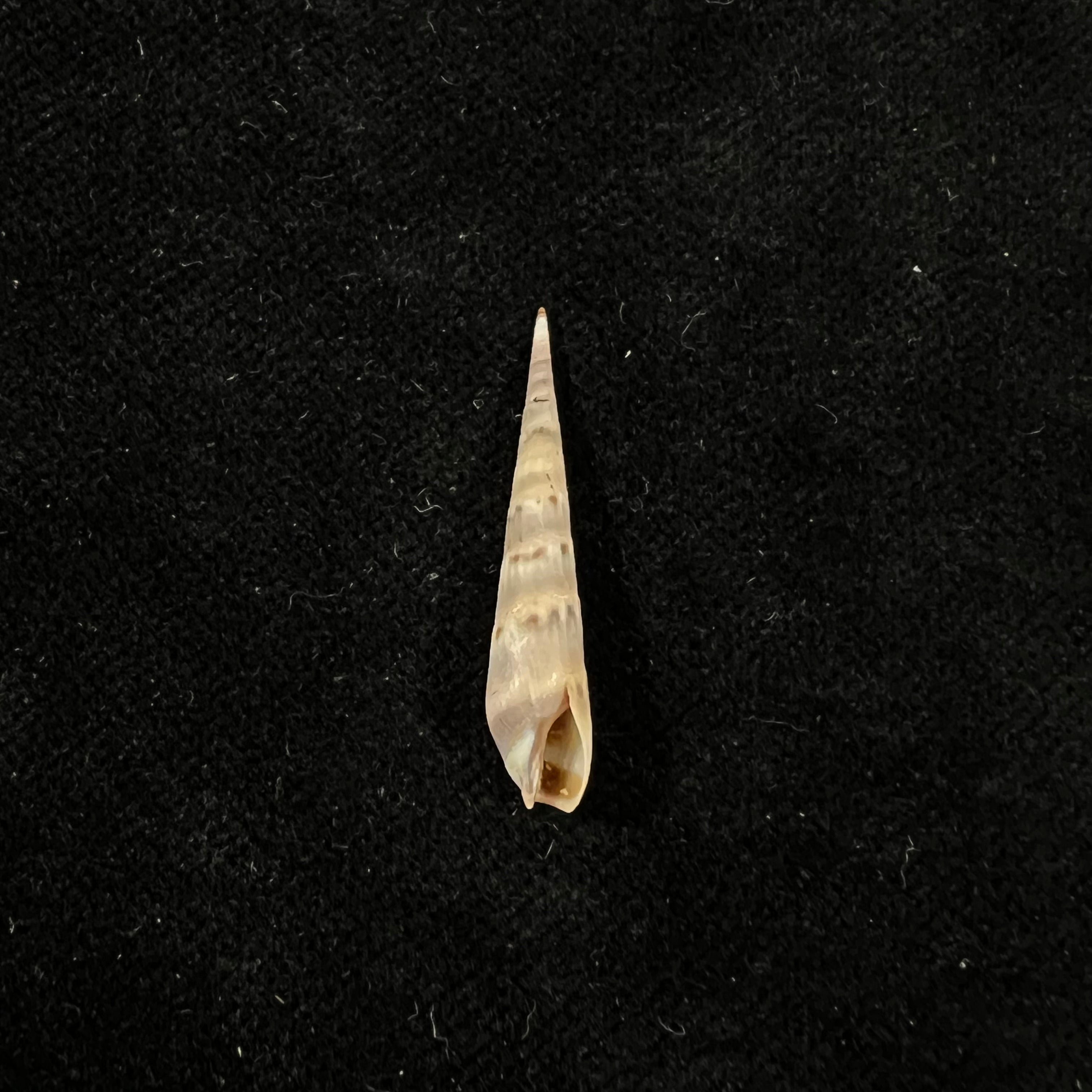 Hastula cuspidata (Hinds, 1844) - 27,5mm