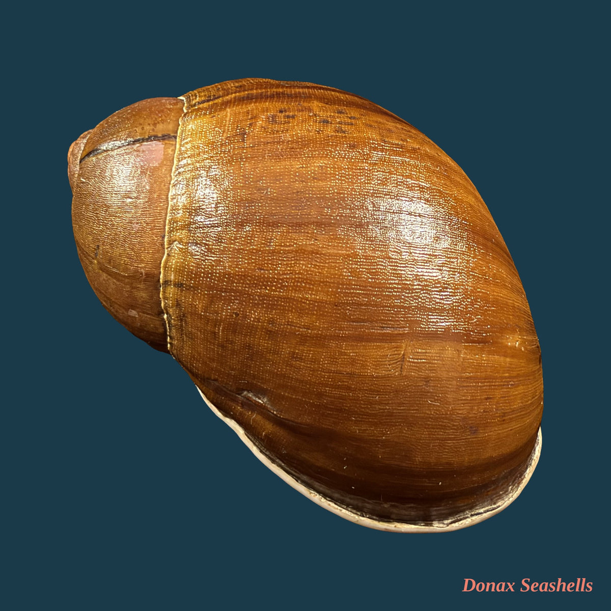 Megalobulimus fragilior (Ihering, 1901) - 79,7mm