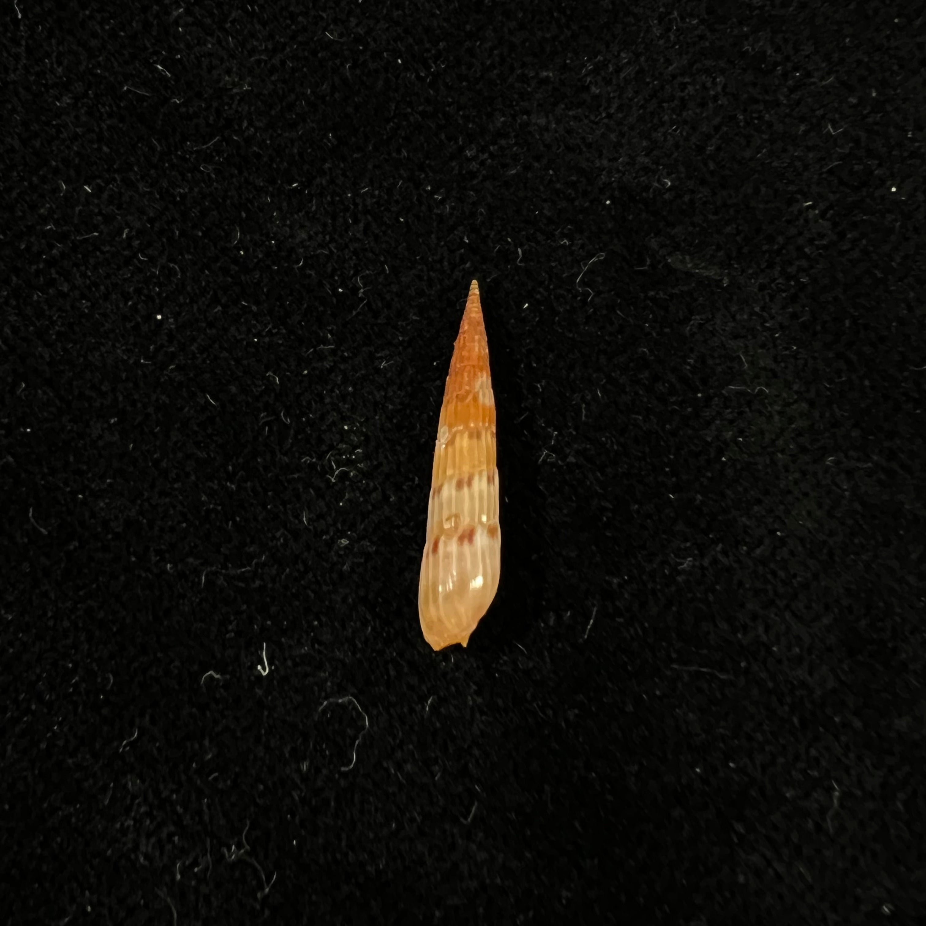 Hastula lepida (Hinds, 1844) - 20,3mm