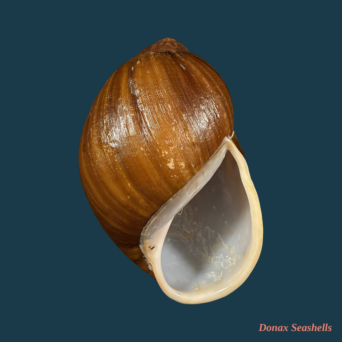 Megalobulimus fragilior (Ihering, 1901) - 79,7mm