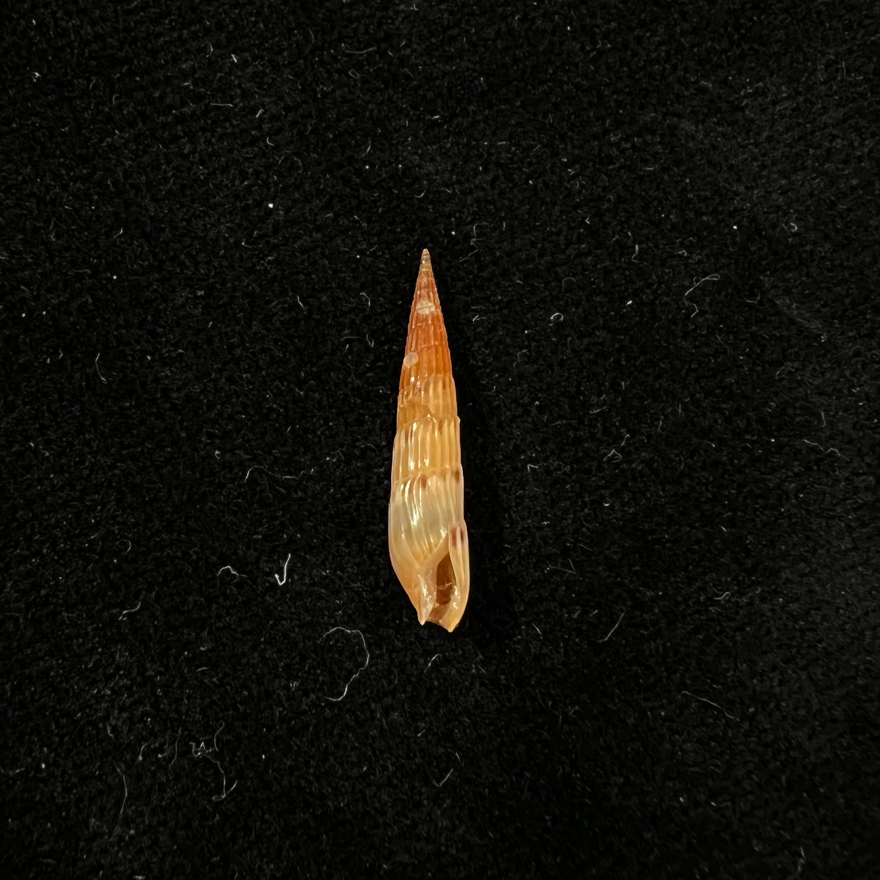 Hastula lepida (Hinds, 1844) - 20,3mm