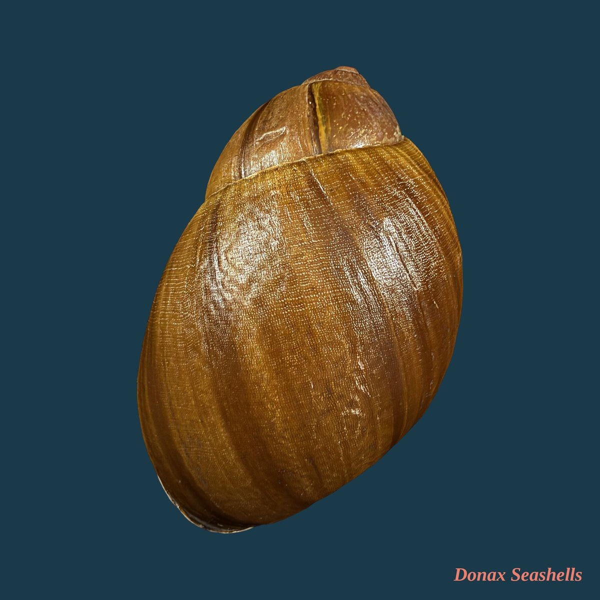 Megalobulimus fragilior (Ihering, 1901) - 82mm
