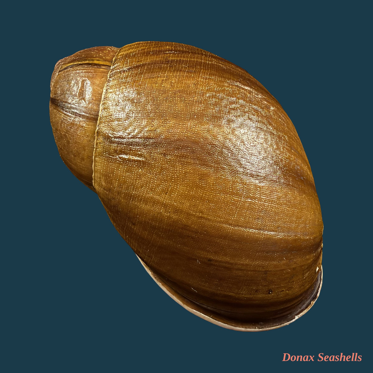Megalobulimus fragilior (Ihering, 1901) - 82mm