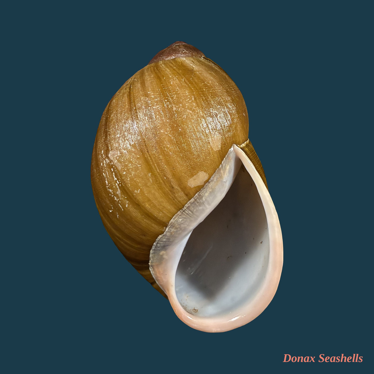 Megalobulimus fragilior (Ihering, 1901) - 82mm