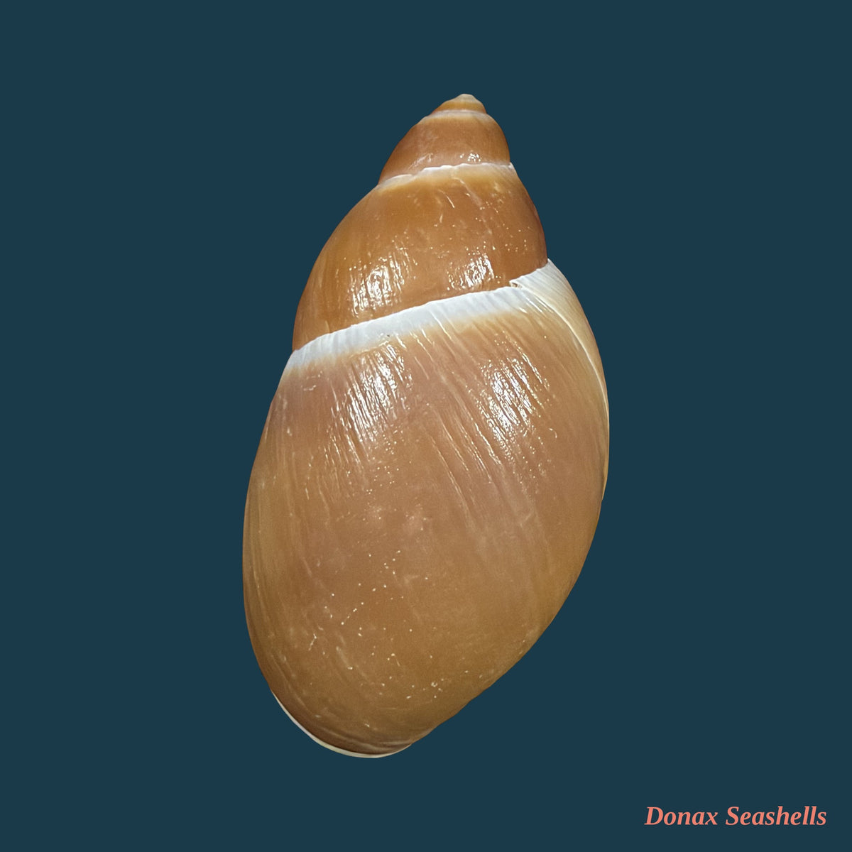 Megalobulimus pygmaeus (Bequaert, 1948) - 75,1mm