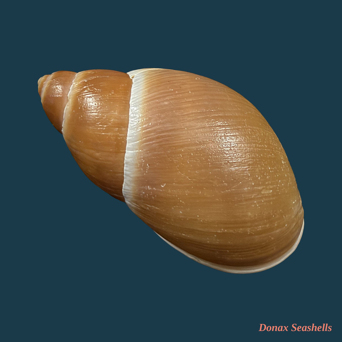 Megalobulimus pygmaeus (Bequaert, 1948) - 75,1mm