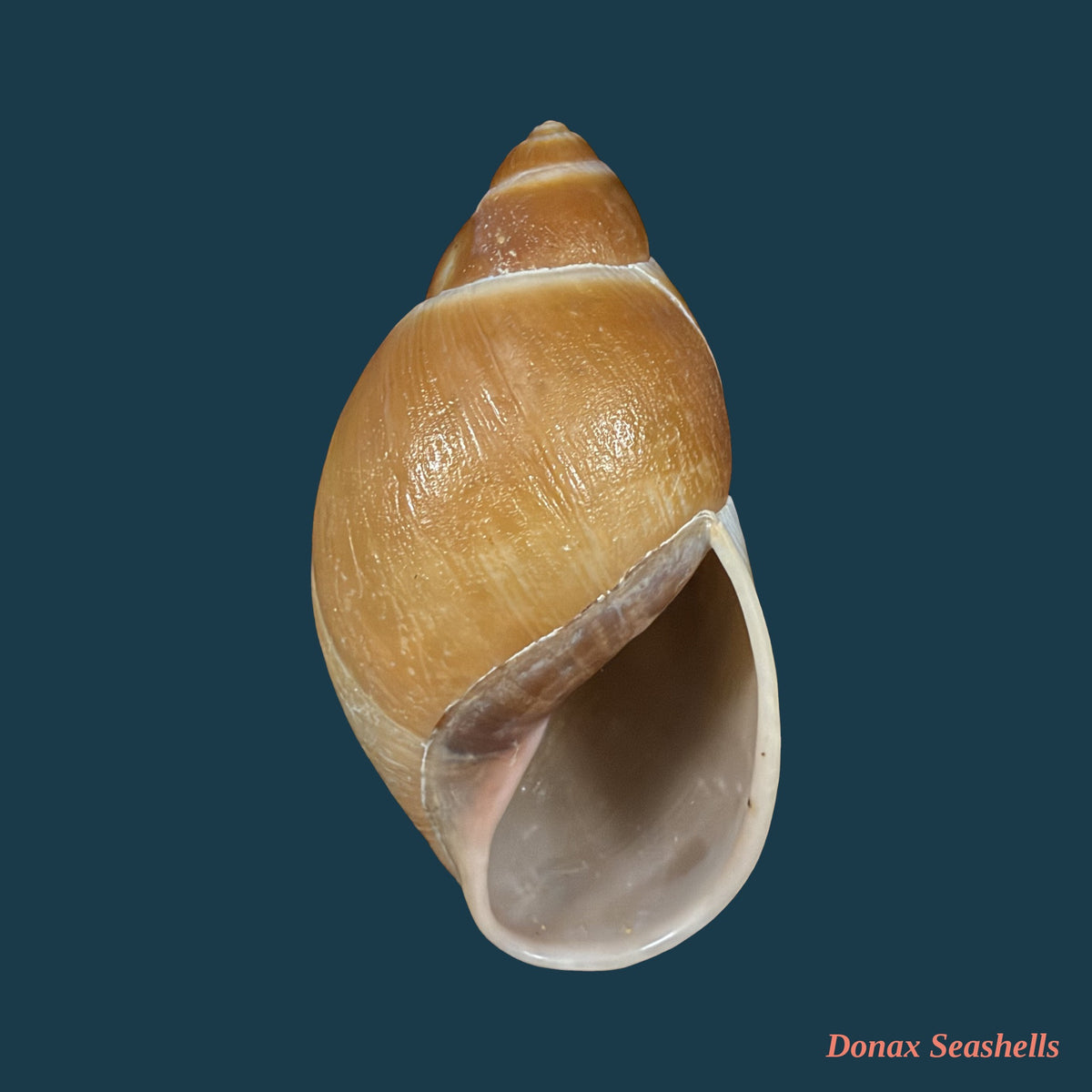 Megalobulimus pygmaeus (Bequaert, 1948) - 75,1mm