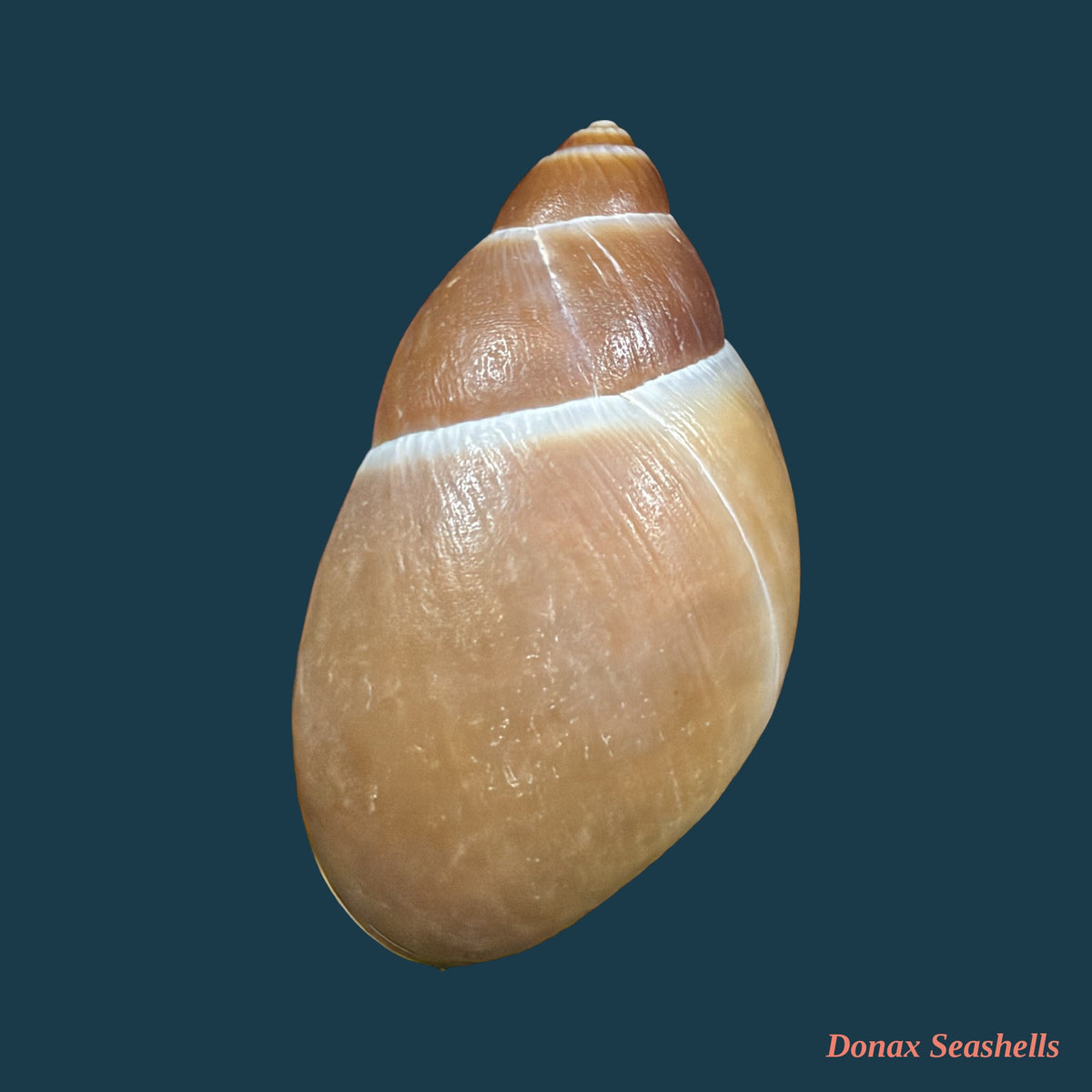 Megalobulimus pygmaeus (Bequaert, 1948) - 77,4mm