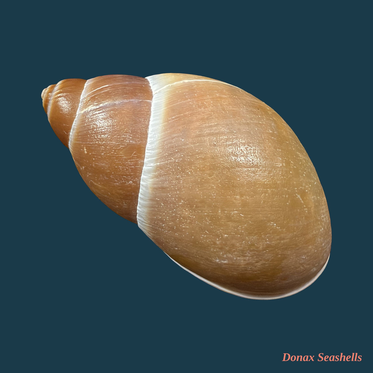 Megalobulimus pygmaeus (Bequaert, 1948) - 77,4mm