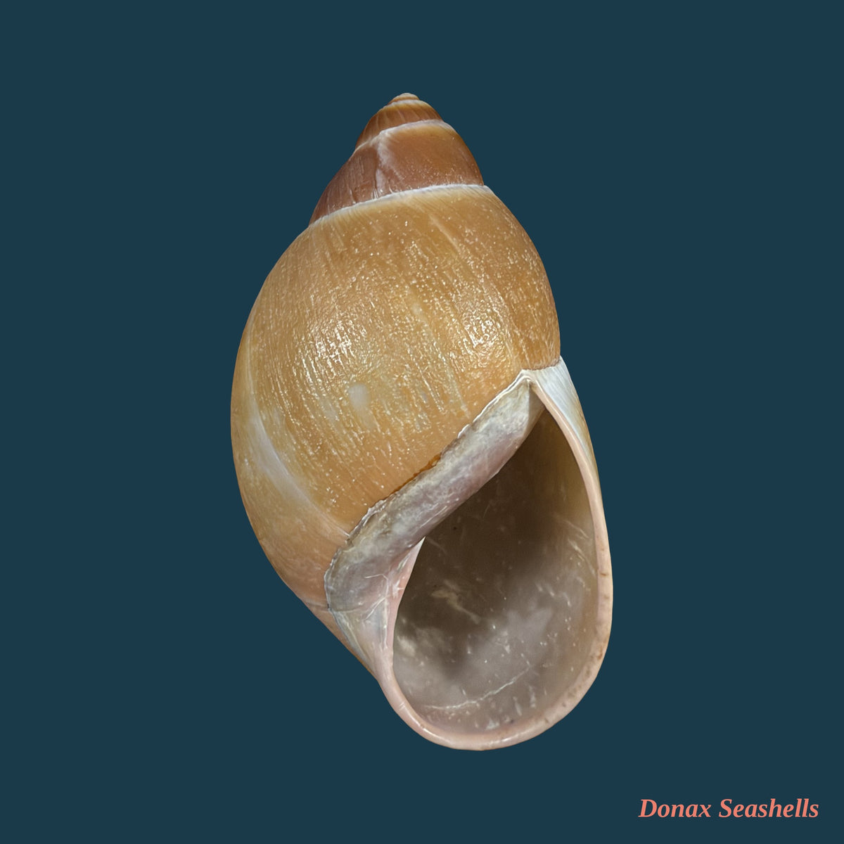 Megalobulimus pygmaeus (Bequaert, 1948) - 77,4mm
