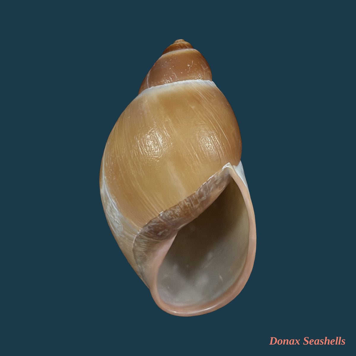 Megalobulimus pygmaeus (Bequaert, 1948) - 70,3mm