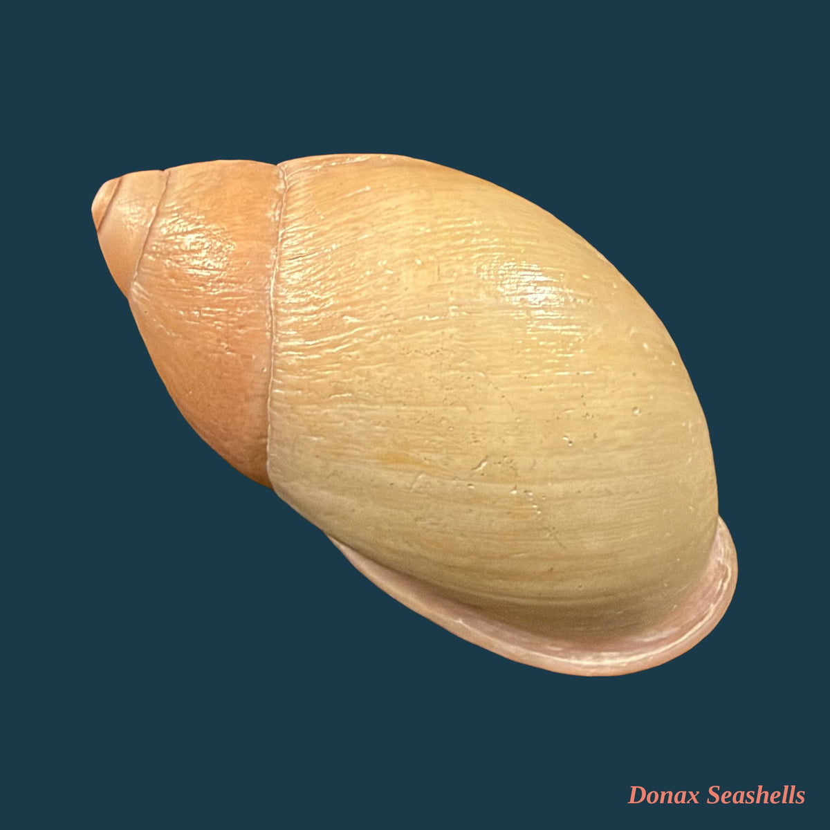 Mirinaba antoninensis (Lange de Morretes, 1952) - 57,2mm
