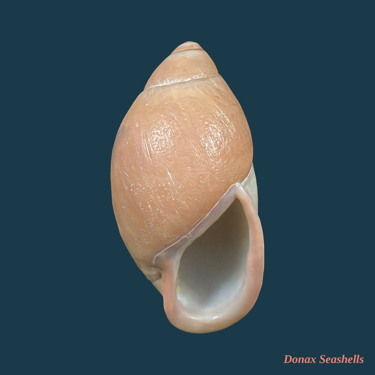 Mirinaba antoninensis (Lange de Morretes, 1952) - 57,2mm