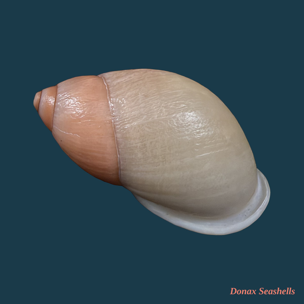 Mirinaba unidentata (G. B. Sowerby I, 1825) - 53,5mm