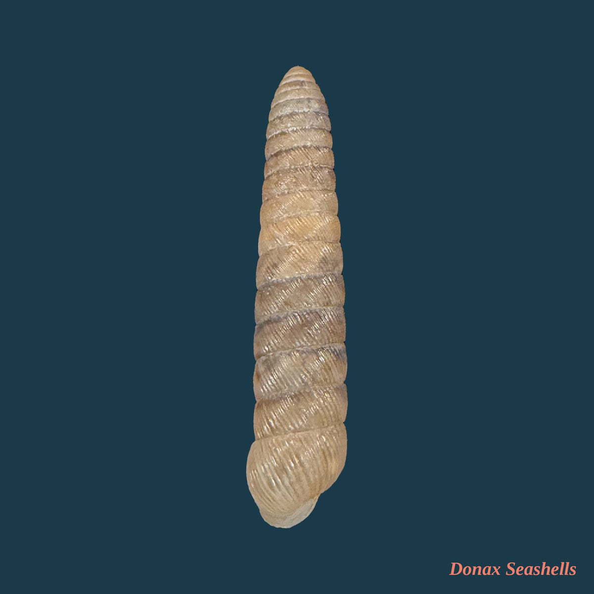 Megaspira elata (A. A. Gould, 1847) - 32,9mm