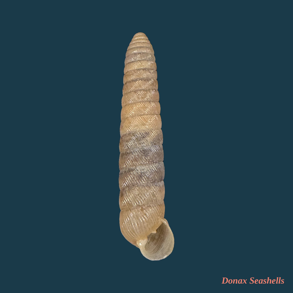 Megaspira elata (A. A. Gould, 1847) - 32,9mm