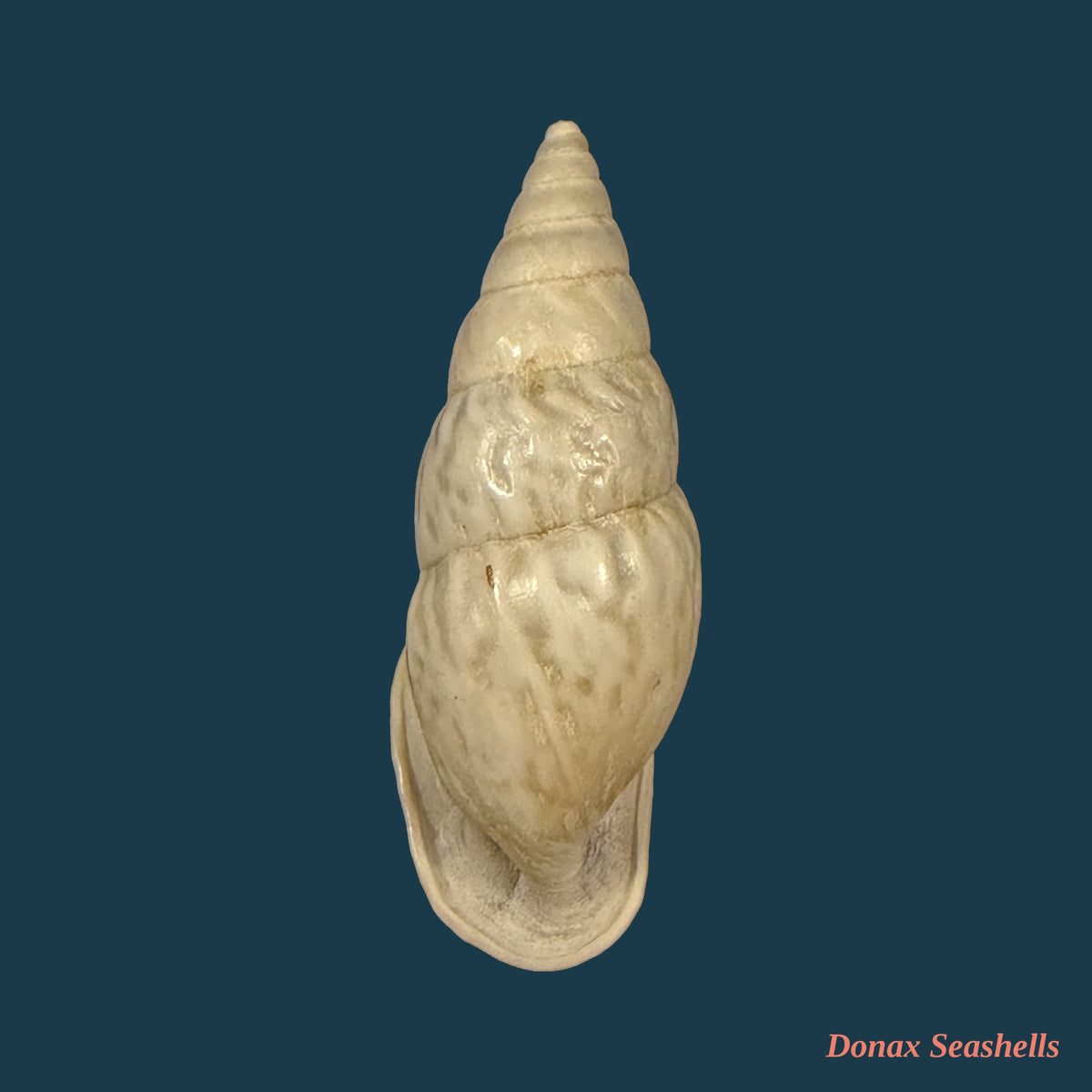 Burringtonia exesa (Spix, 1827) - 33mm