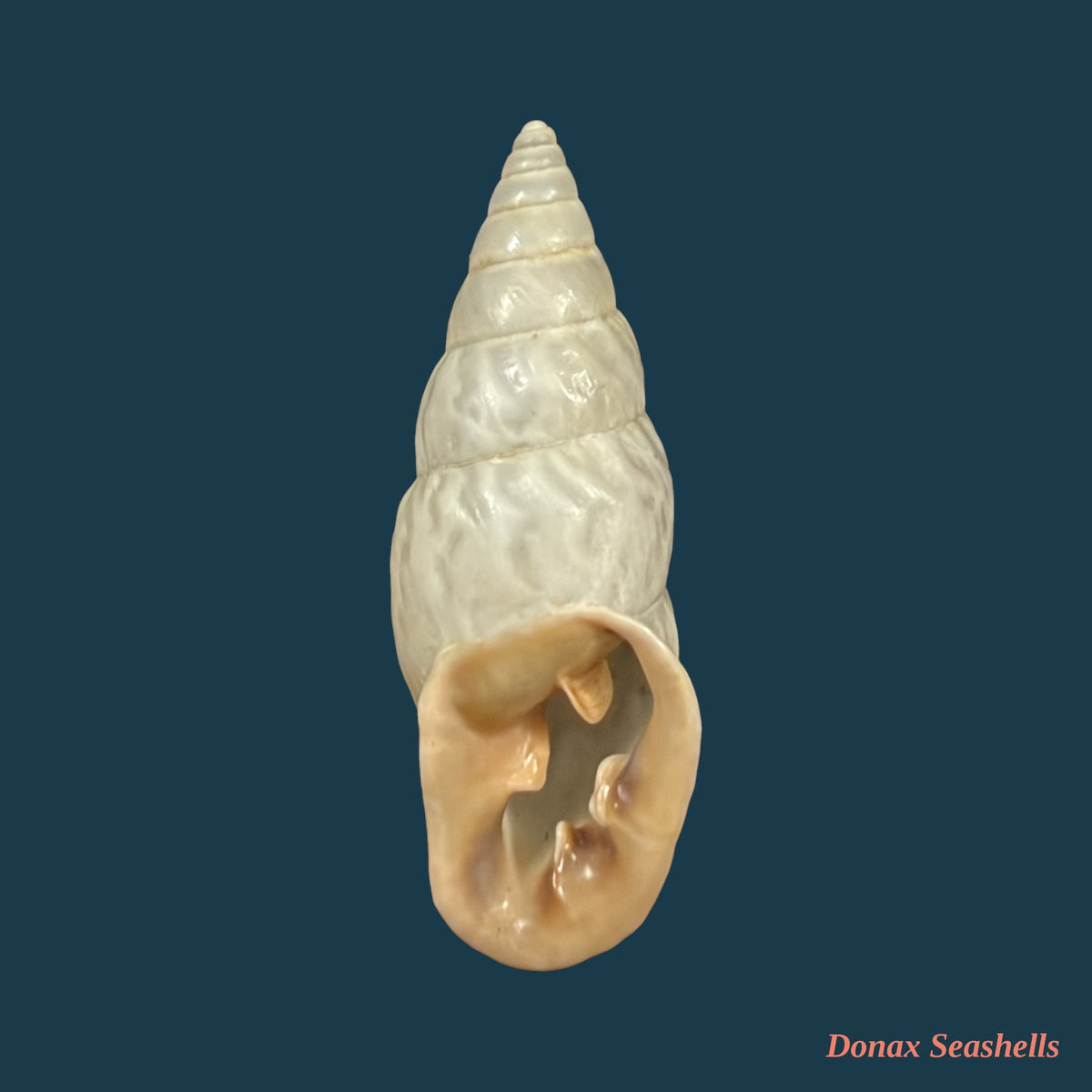 Burringtonia exesa (Spix, 1827) - 33mm