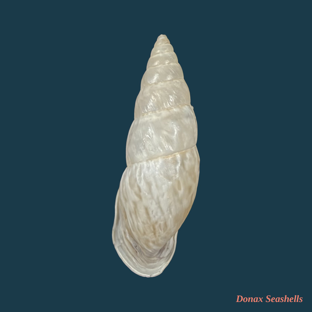 Burringtonia exesa (Spix, 1827) - 37,2mm