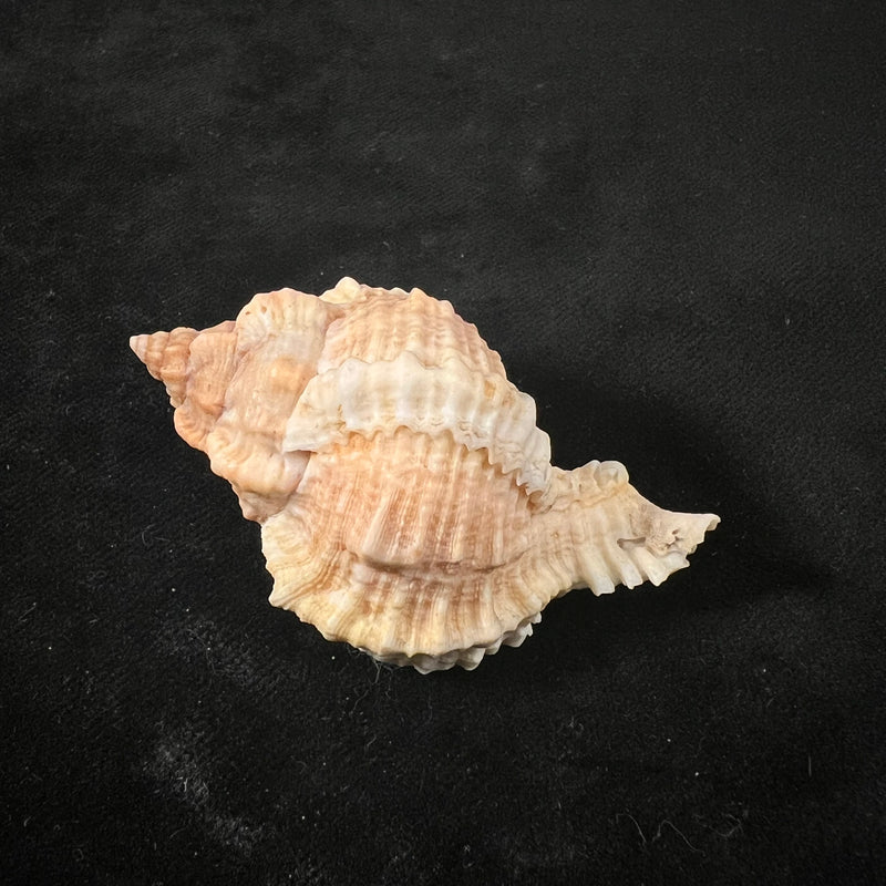 Phyllonotus globosus Emmons, 1858 - 58,5mm