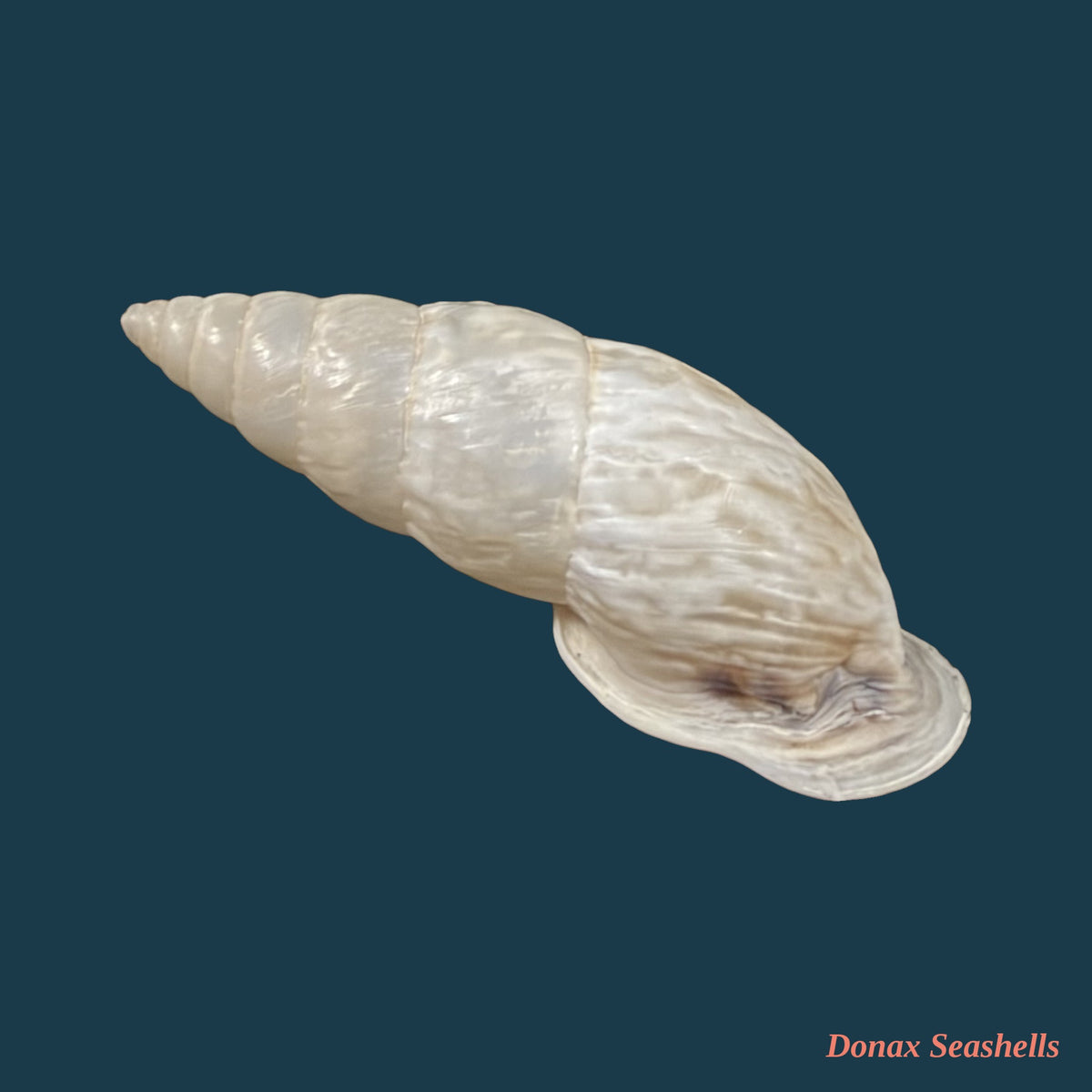 Burringtonia exesa (Spix, 1827) - 33,1mm