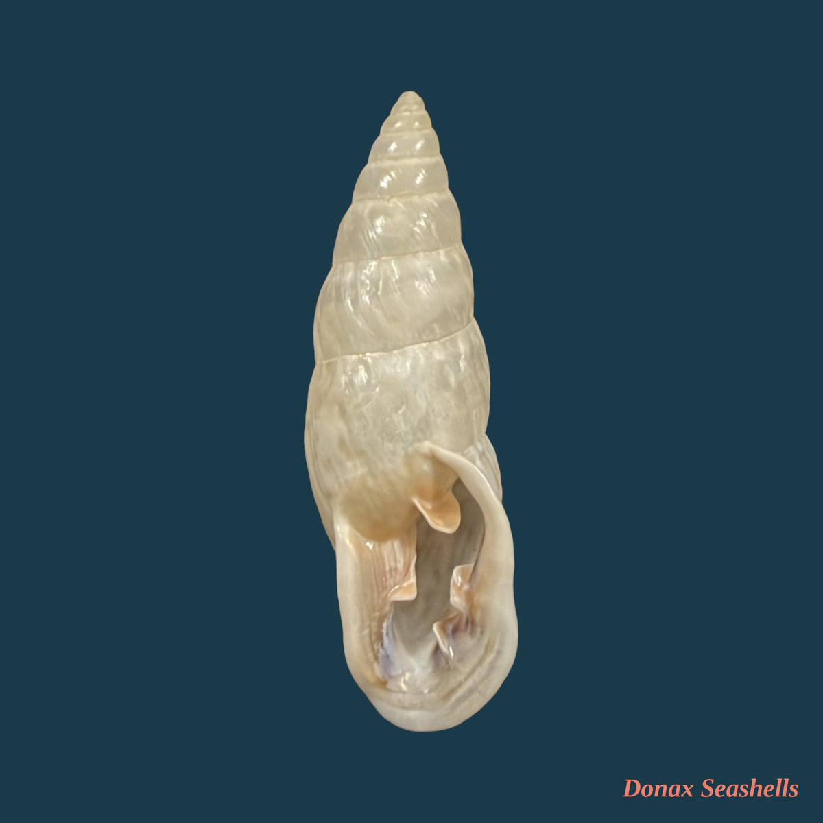 Burringtonia exesa (Spix, 1827) - 37,2mm