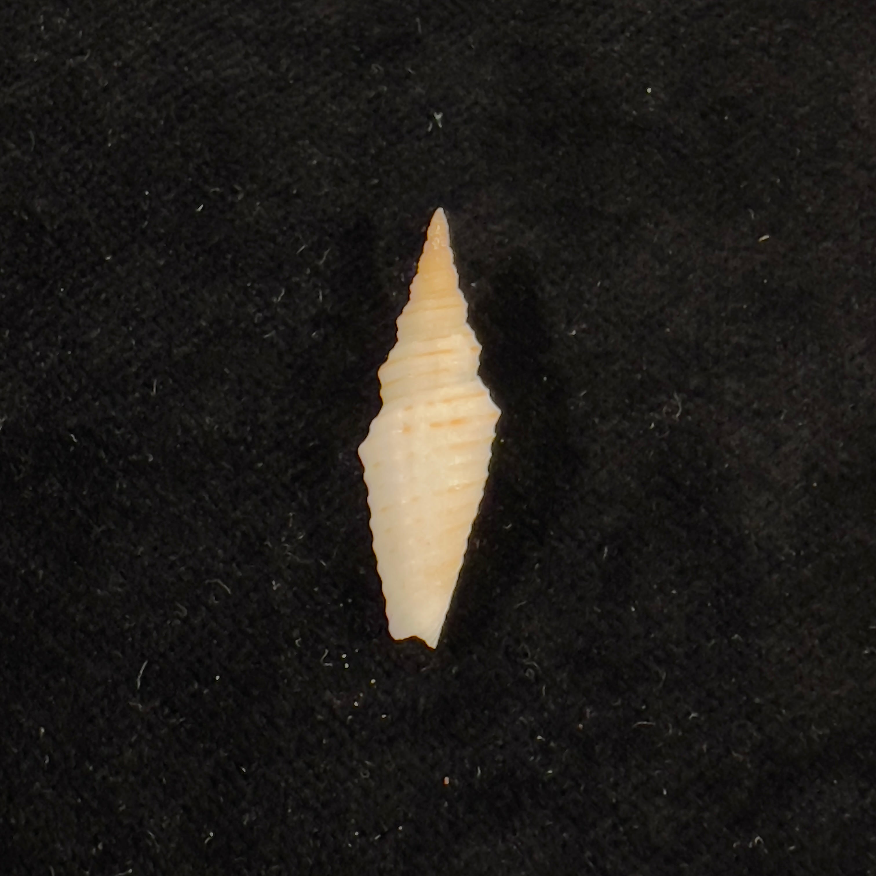 Subcancilla phorminx (S. S. Berry, 1969) - 27,7mm