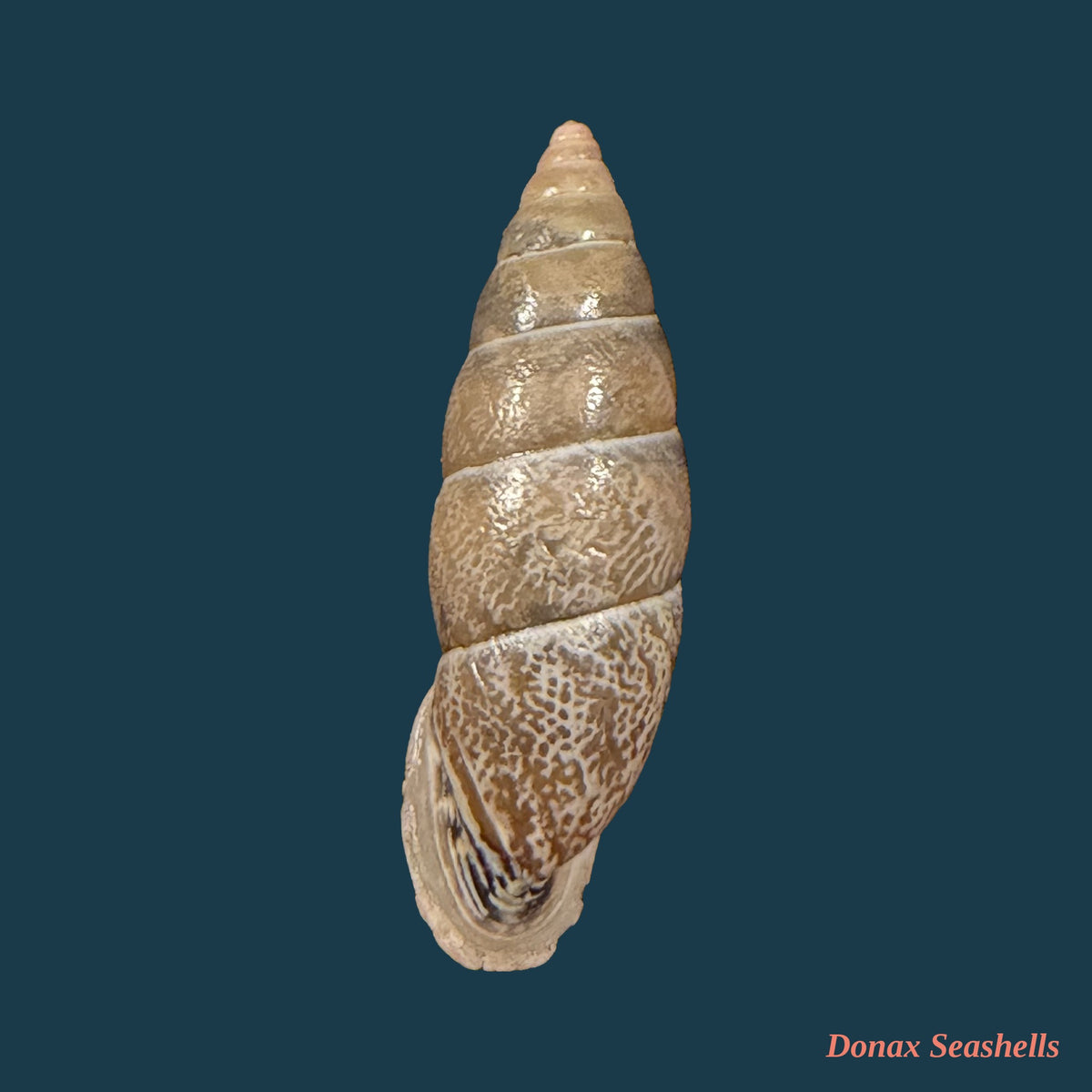 Bahiensis punctatissimus (R. P. Lesson, 1831) - 29,8mm