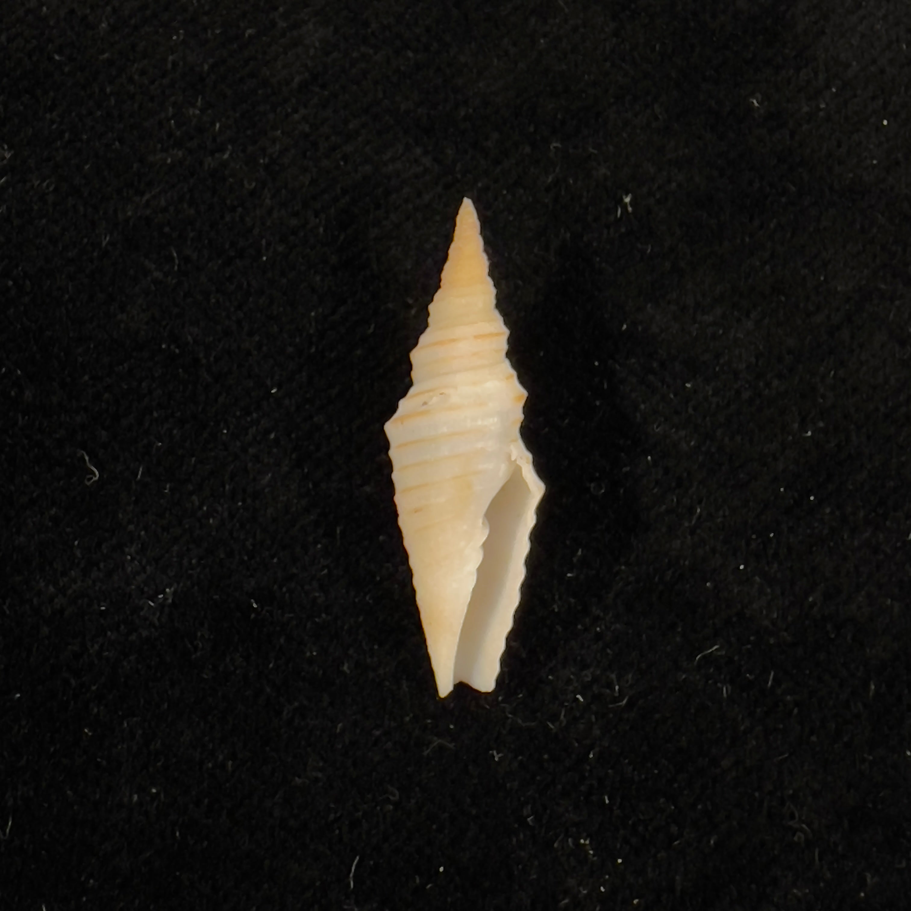 Subcancilla phorminx (S. S. Berry, 1969) - 27,7mm