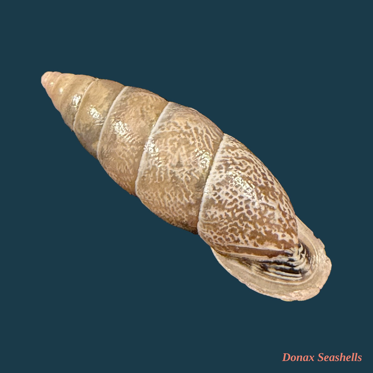 Bahiensis punctatissimus (R. P. Lesson, 1831) - 29,8mm