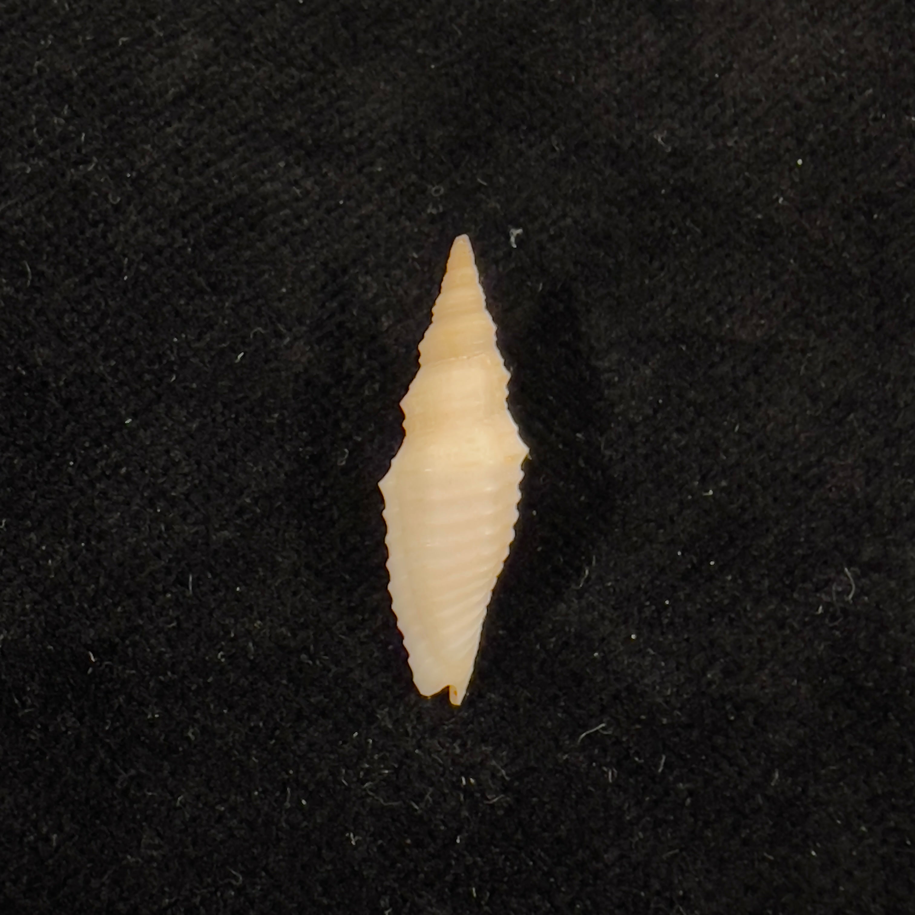 Subcancilla phorminx (S. S. Berry, 1969) - 23,7mm