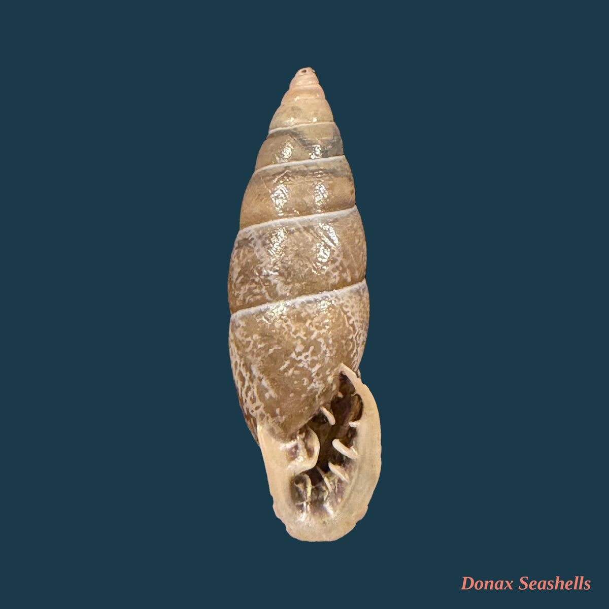 Bahiensis punctatissimus (R. P. Lesson, 1831) - 29,8mm