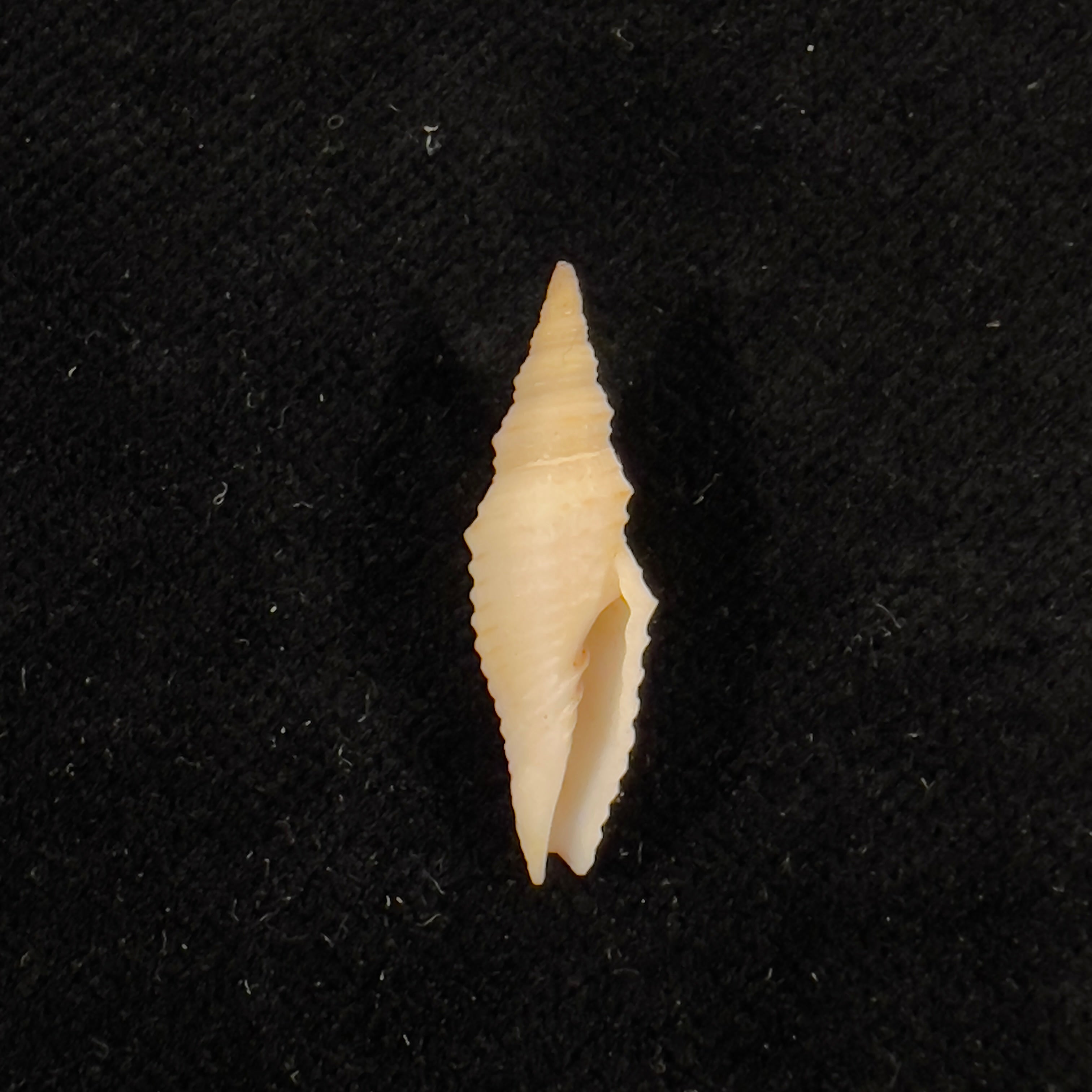 Subcancilla phorminx (S. S. Berry, 1969) - 23,7mm