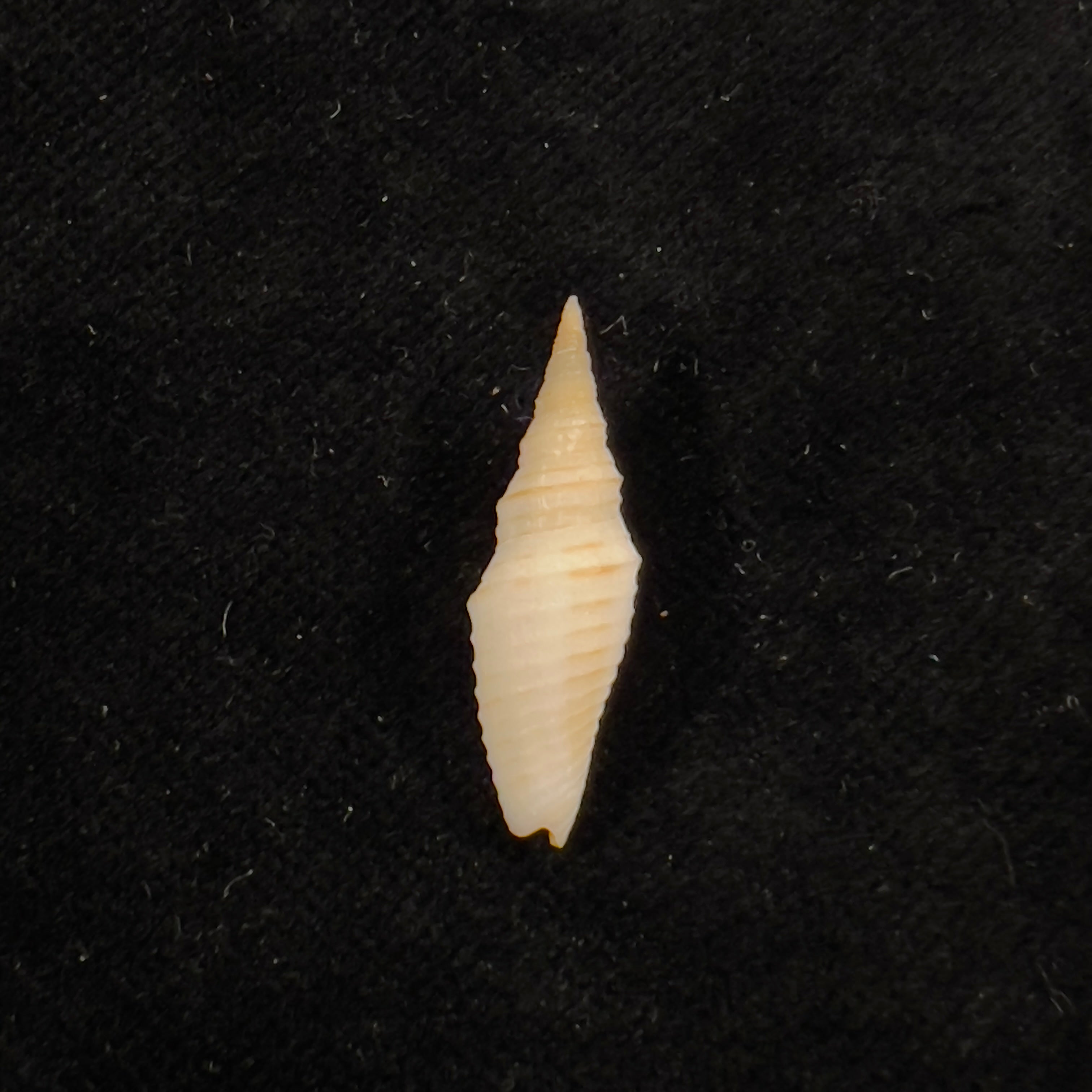 Subcancilla phorminx (S. S. Berry, 1969) - 24,6mm