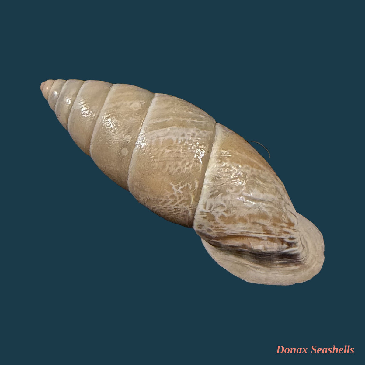 Bahiensis punctatissimus (R. P. Lesson, 1831) - 27,5mm