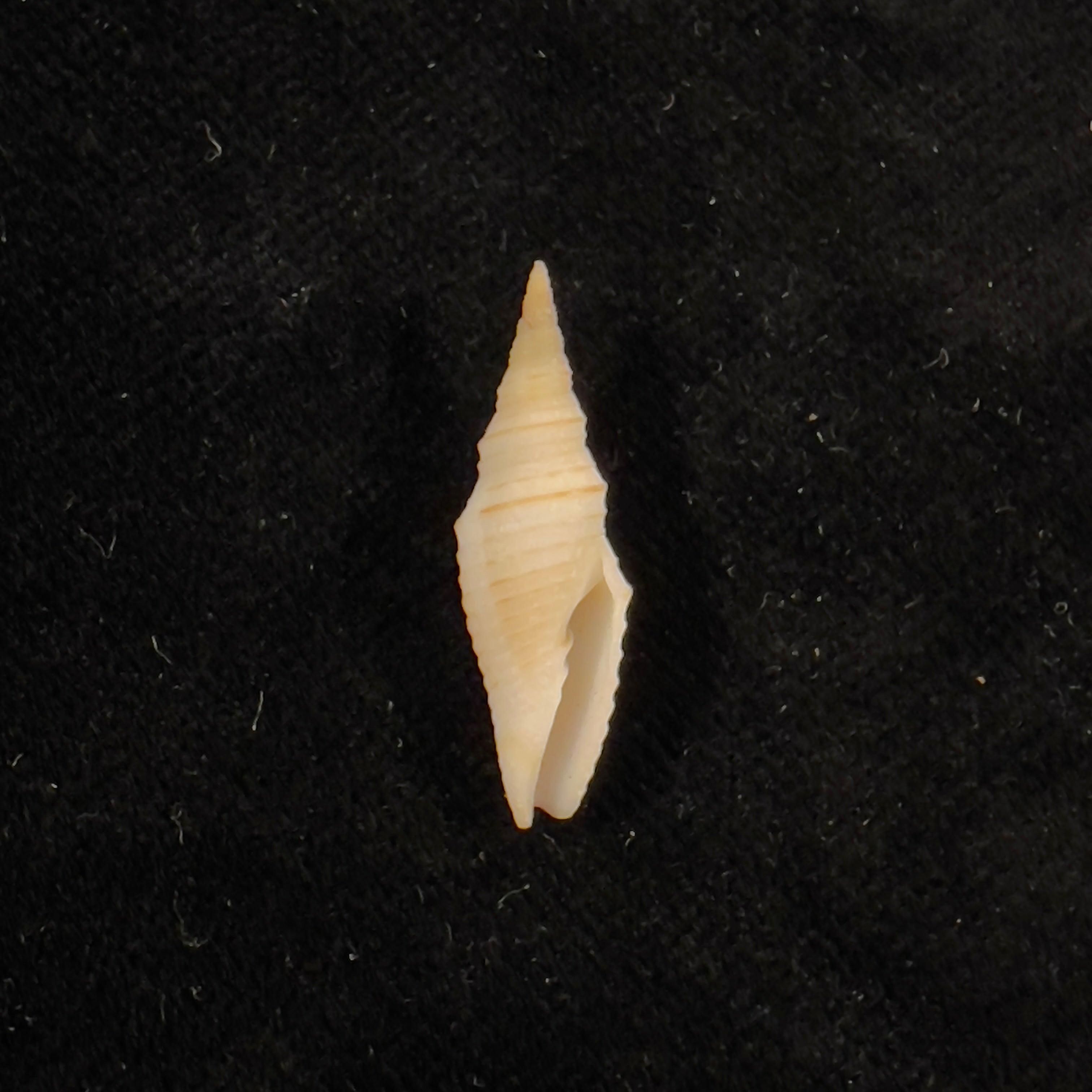 Subcancilla phorminx (S. S. Berry, 1969) - 24,6mm