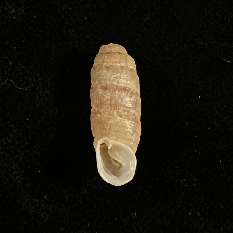 Steeriana malleolata (R. A. Philippi, 1867) - 19,9mm