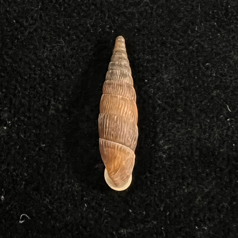 Macrogastra ventricosa (Draparnaudi, 1801) - 19,3mm