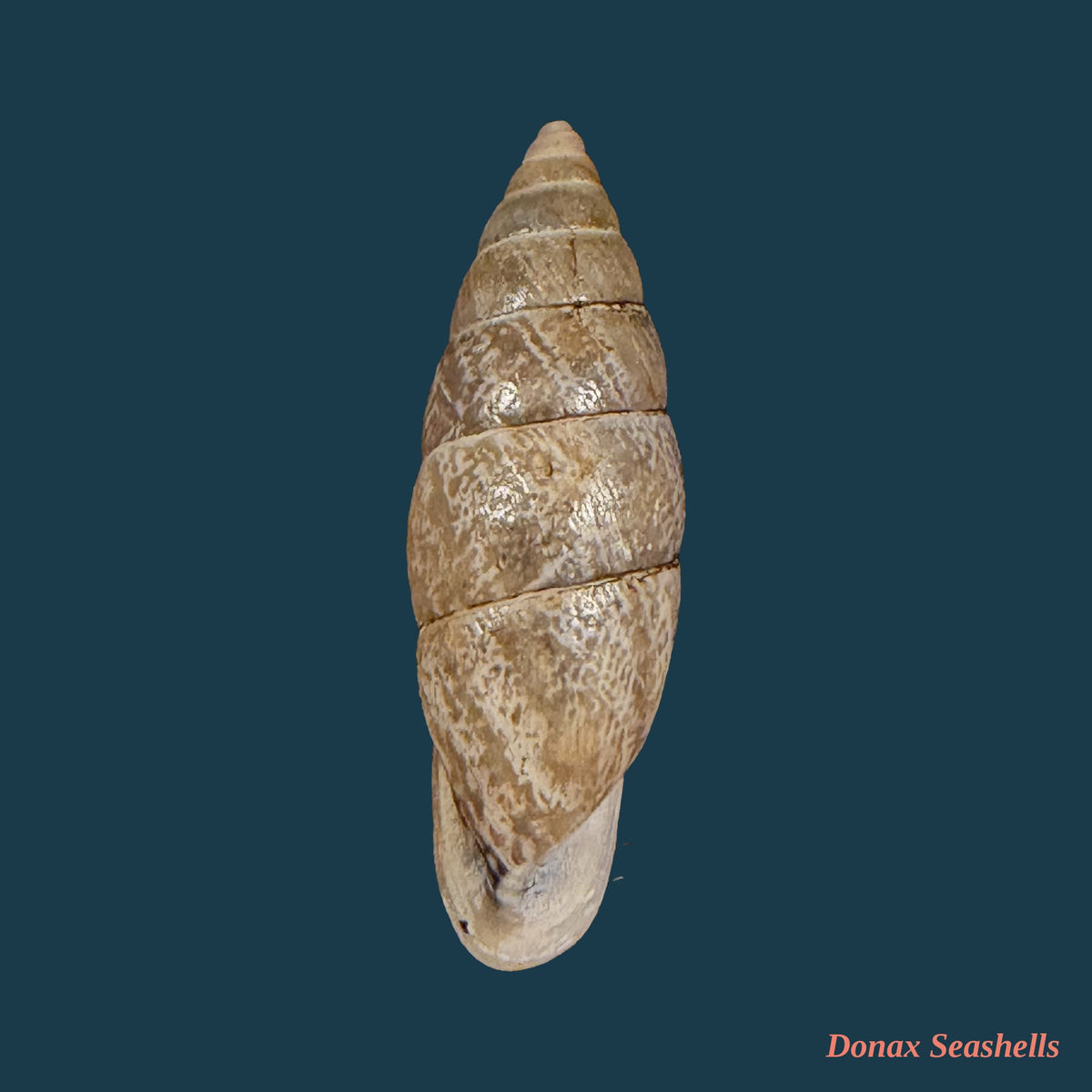 Bahiensis punctatissimus (R. P. Lesson, 1831) - 26,3mm
