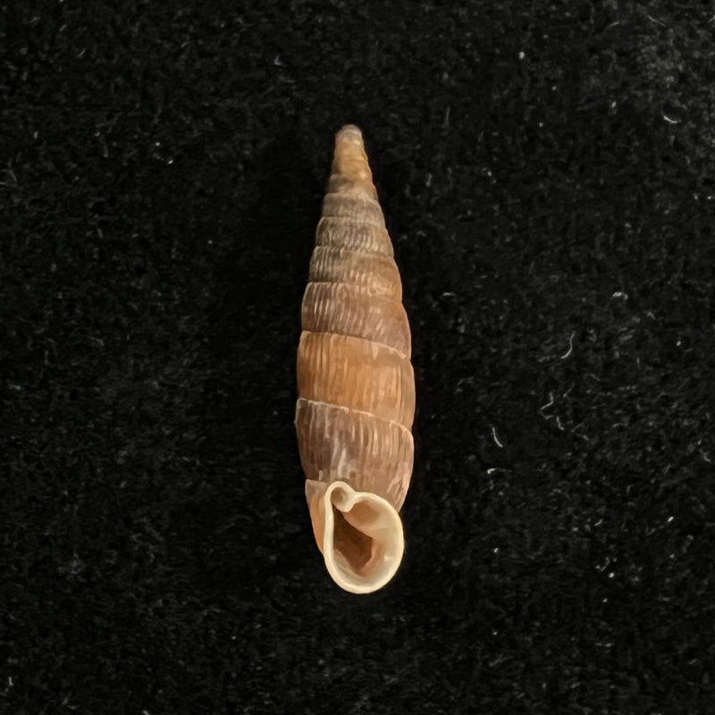 Macrogastra ventricosa (Draparnaudi, 1801) - 19,3mm
