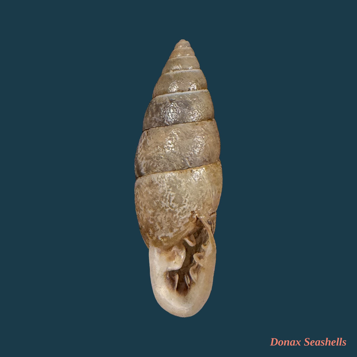 Bahiensis punctatissimus (R. P. Lesson, 1831) - 26,3mm