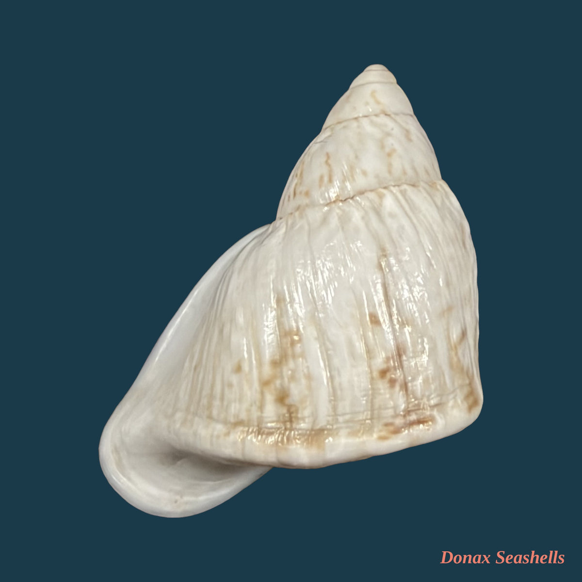 Cochlorina aurisleporis (Bruguière, 1792) - 32,2mm
