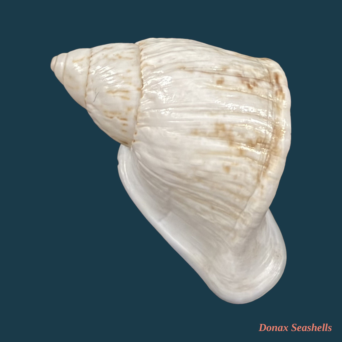 Cochlorina aurisleporis (Bruguière, 1792) - 32,2mm