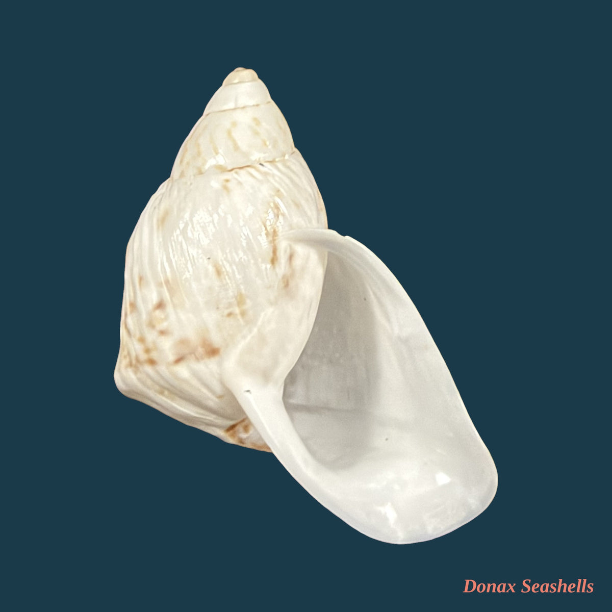 Cochlorina aurisleporis (Bruguière, 1792) - 32,2mm