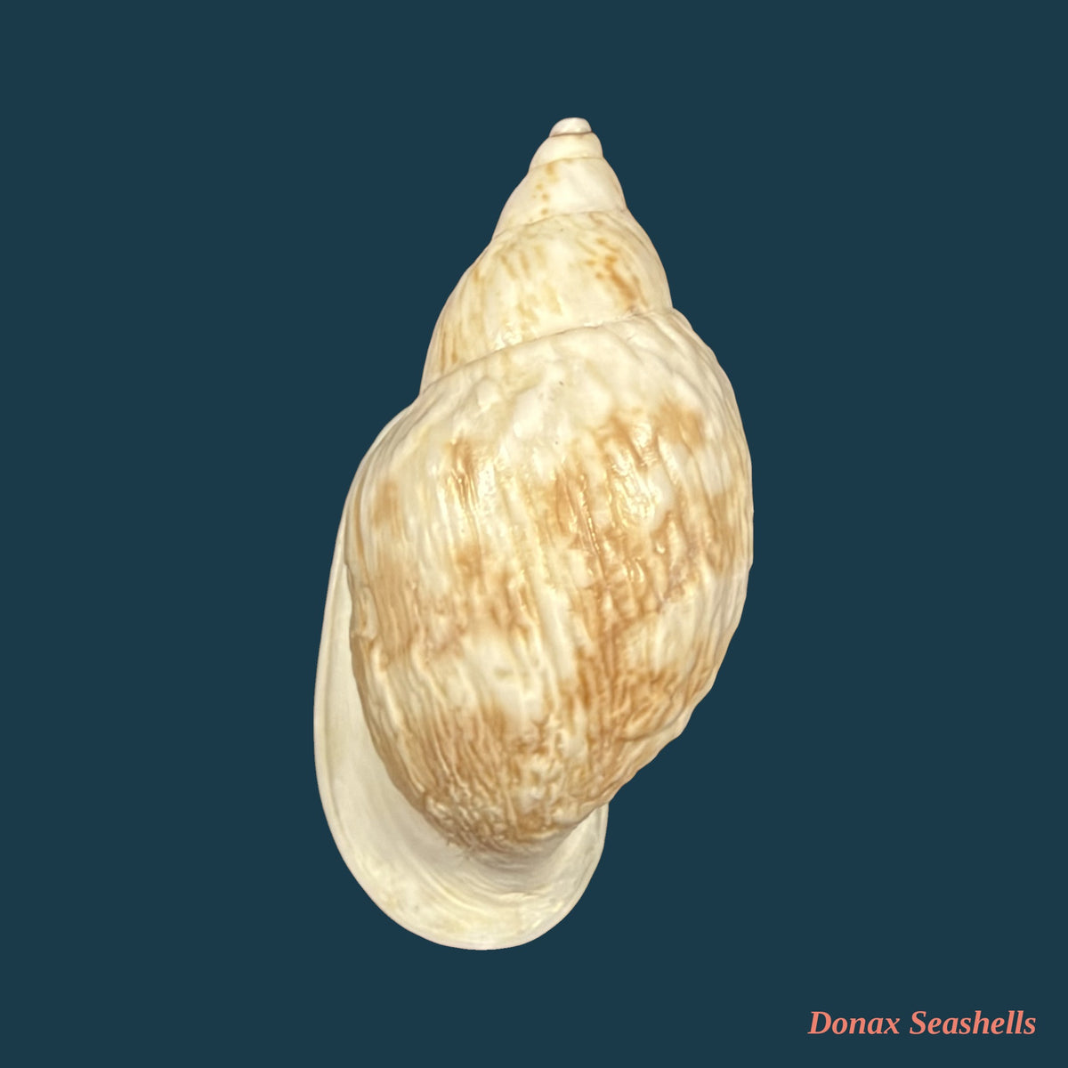 Otostomus signatus (Spix, 1827) - 41,6mm