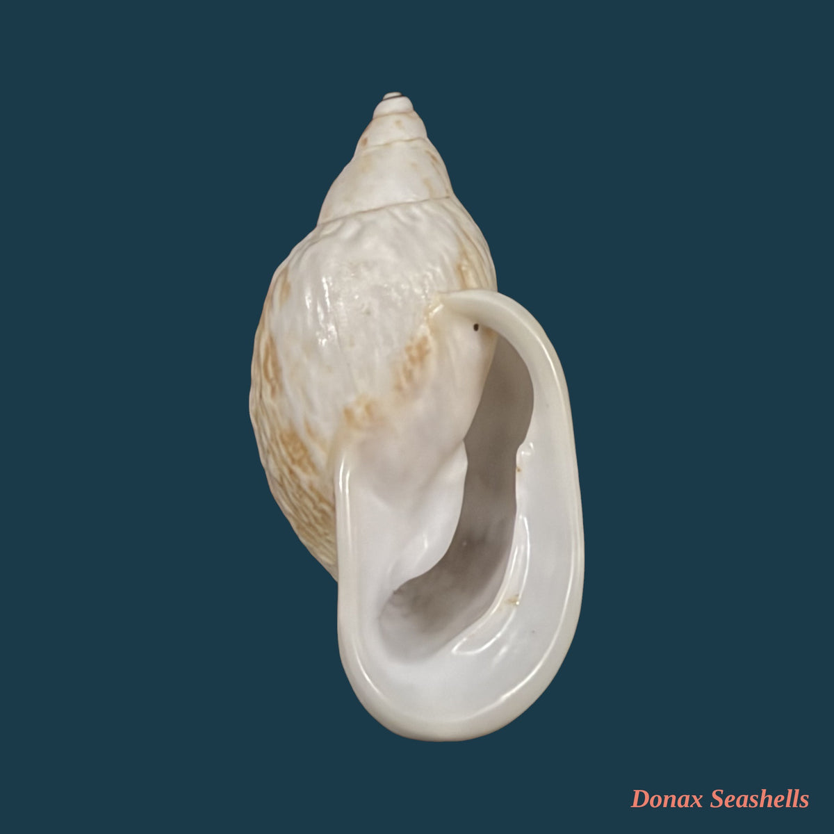 Otostomus signatus (Spix, 1827) - 41,6mm