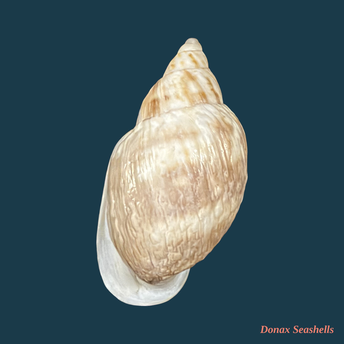 Otostomus signatus (Spix, 1827) - 40,1mm