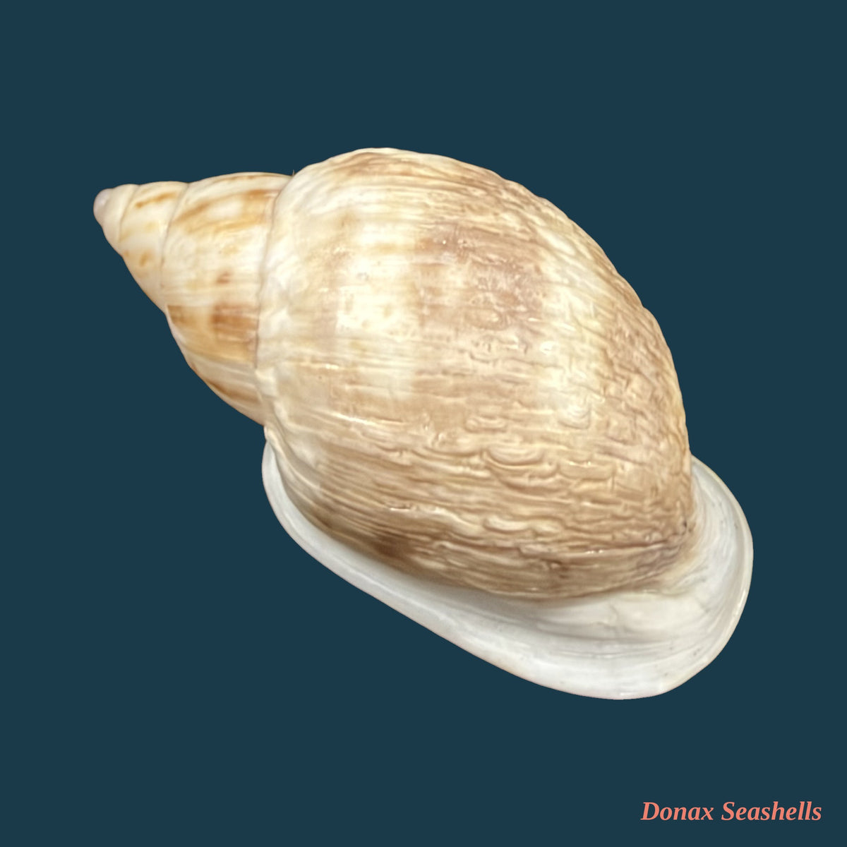 Otostomus signatus (Spix, 1827) - 40,1mm