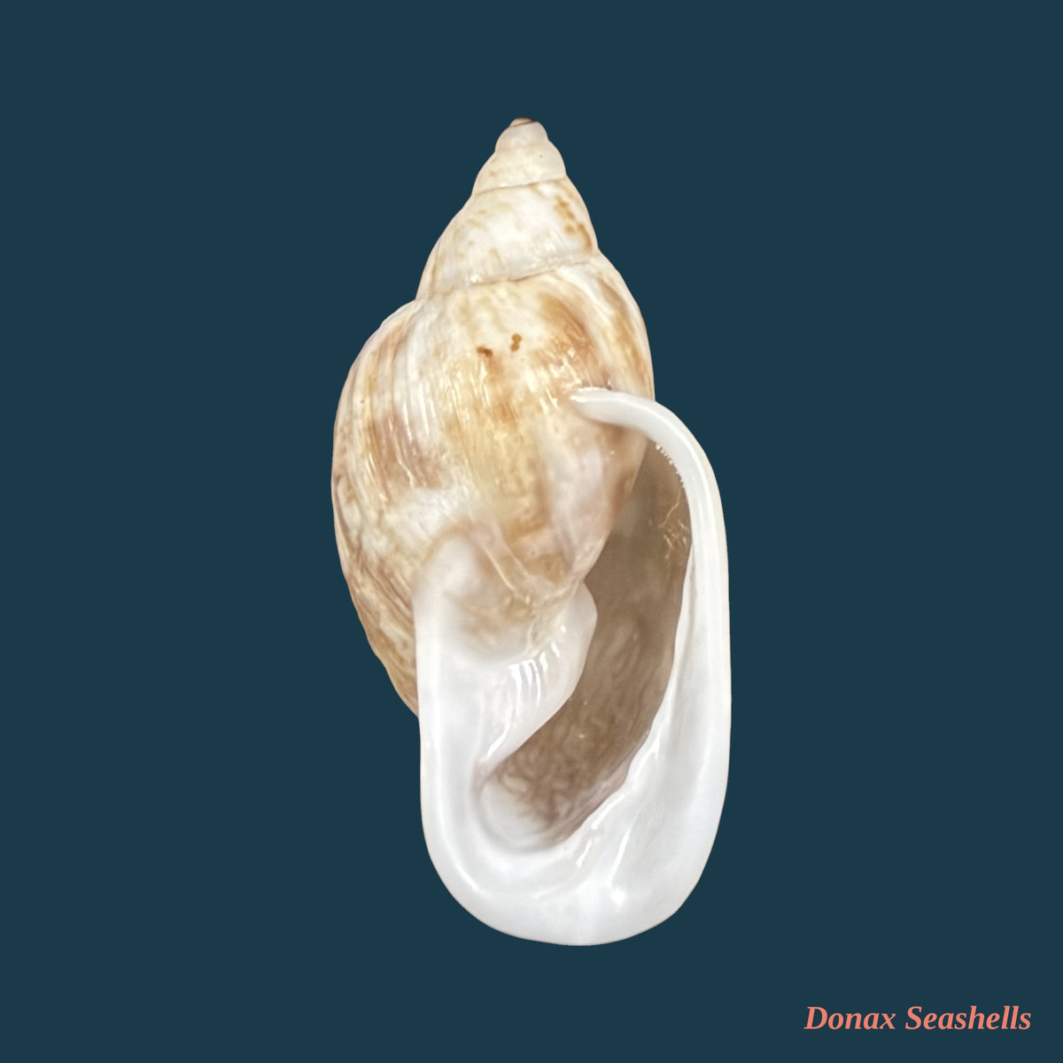 Otostomus signatus (Spix, 1827) - 40,1mm