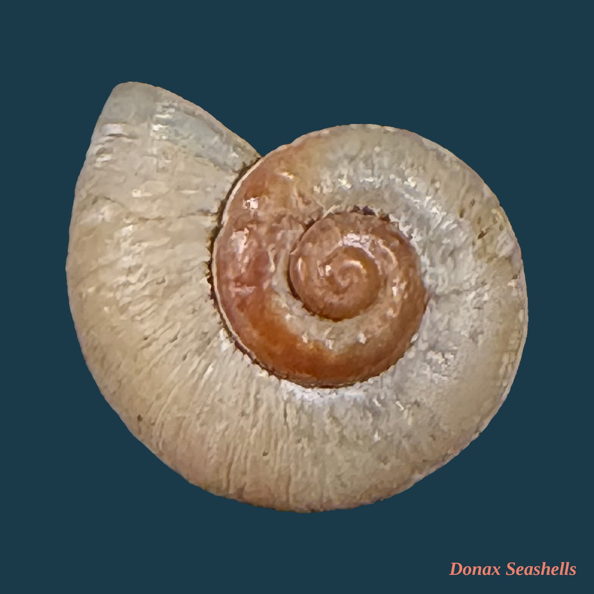 Neocyclotus prominulus (A. d'Orbigny, 1838) - 15,5mm